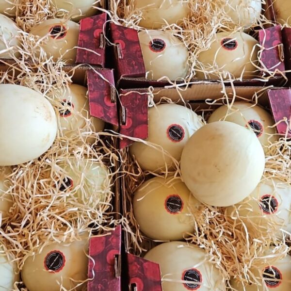 melão produzido em Porangatu