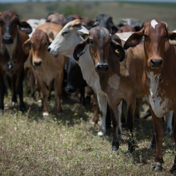 Rebanho Bovino