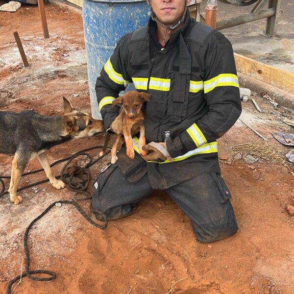 Bombeiros resgatam cães que caíram em buracos de obra