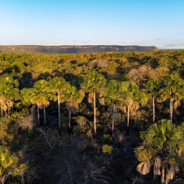 Cerrado
