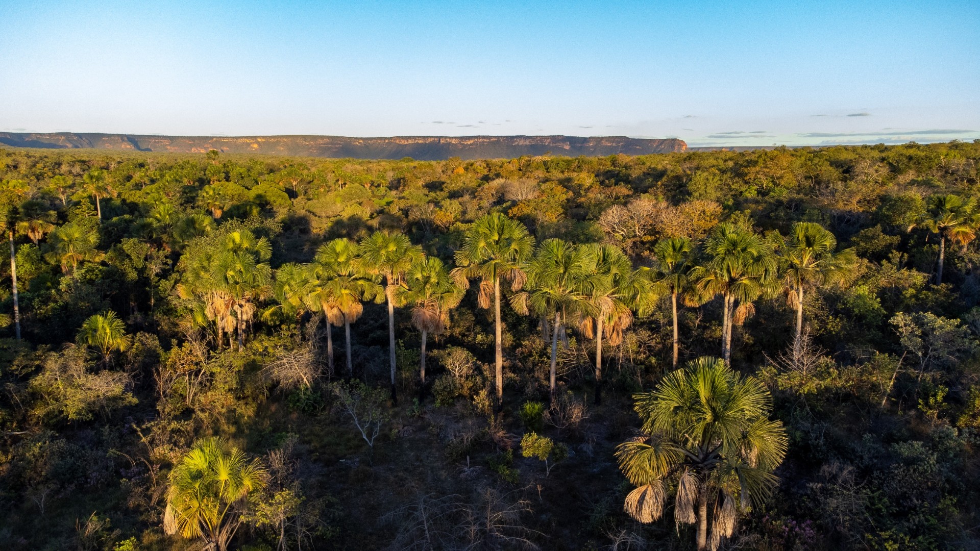 Cerrado
