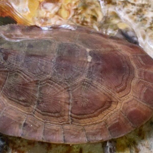 mesoclemmys perplexa