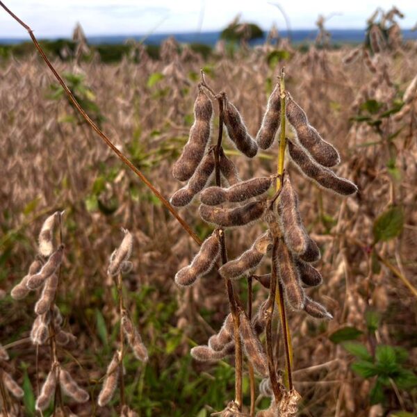 Plantação de soja, destaque na balança comercial goiana