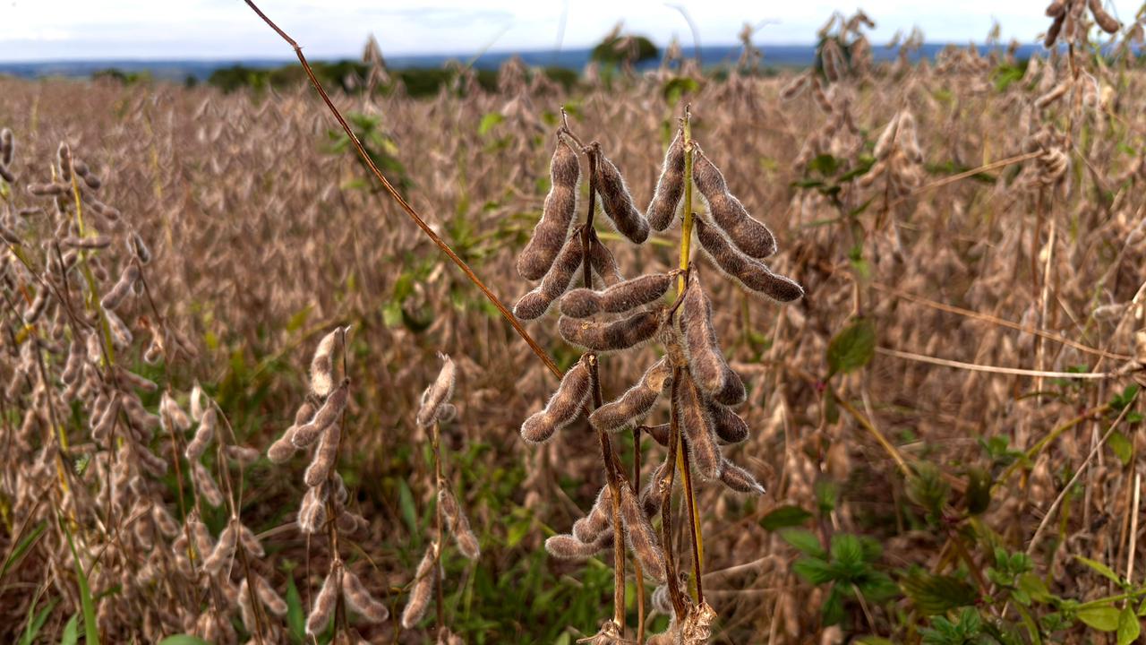Plantação no campo