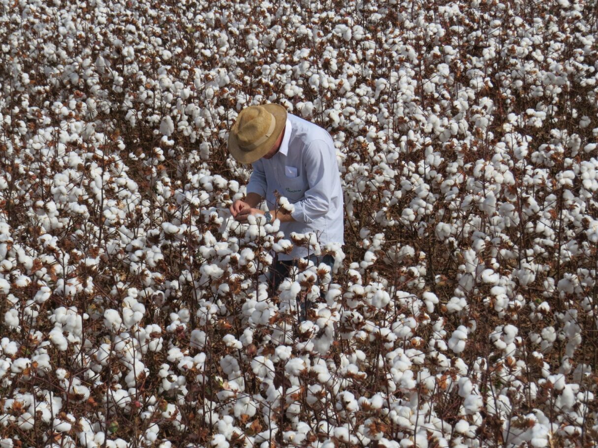 Com fim do vazio sanitário, calendário de semeadura do algodão começa em três regiões de Goiás