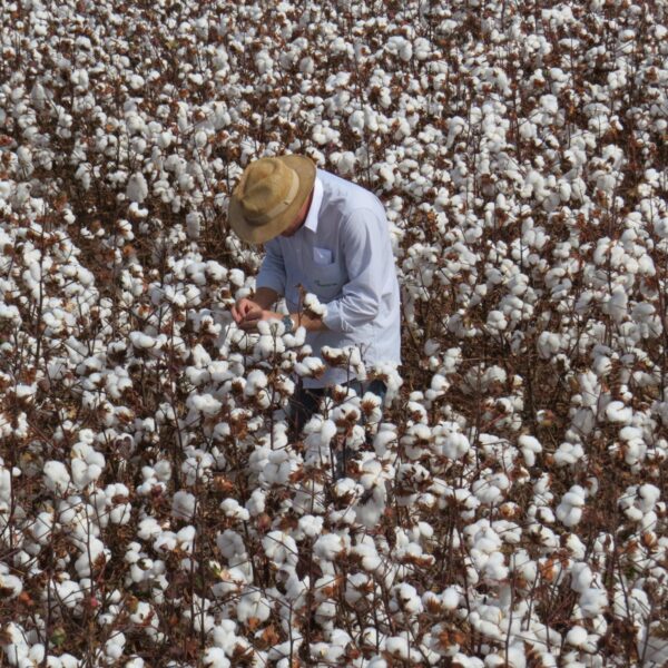 Com fim do vazio sanitário, calendário de semeadura do algodão começa em três regiões de Goiás