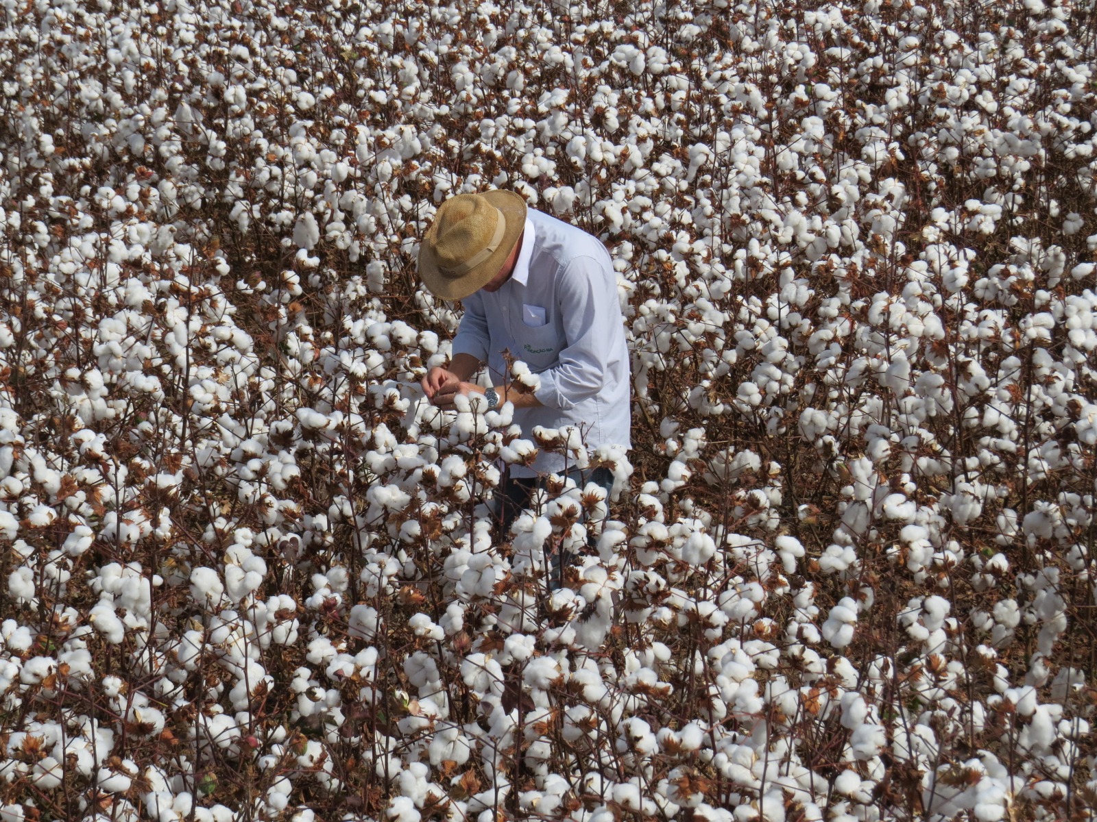 Com fim do vazio sanitário, calendário de semeadura do algodão começa em três regiões de Goiás