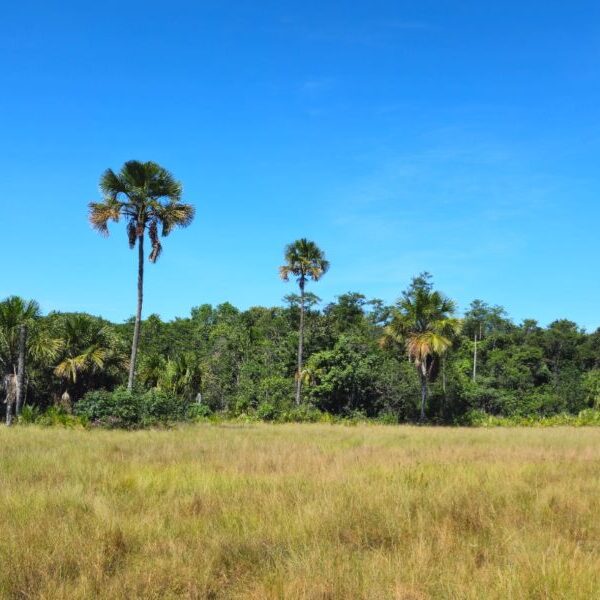 Imagem do Atlas da Vegetação