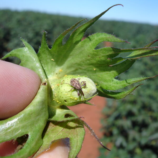 Vazio sanitário da cultura do algodão começa nesta segunda-feira (10/11) na Região 4 de Goiás