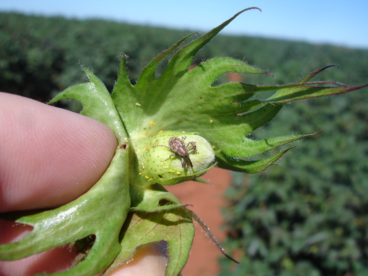 Vazio sanitário da cultura do algodão começa nesta segunda-feira (10/11) na Região 4 de Goiás
