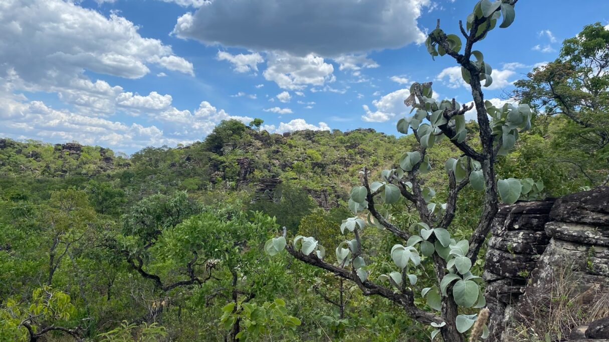 Projeto pioneiro da Semad avalia risco de extinção da flora goiana