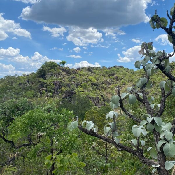 Projeto pioneiro da Semad avalia risco de extinção da flora goiana