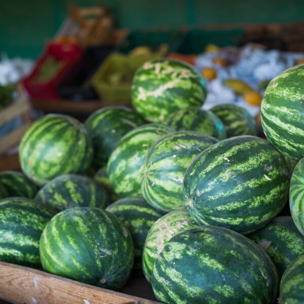Município de Uruana se destaca na produção nacional de melancia, com colheita em ritmo avançado e referência para a fruticultura em Goiás (Foto Wenderson AraújoCNA)