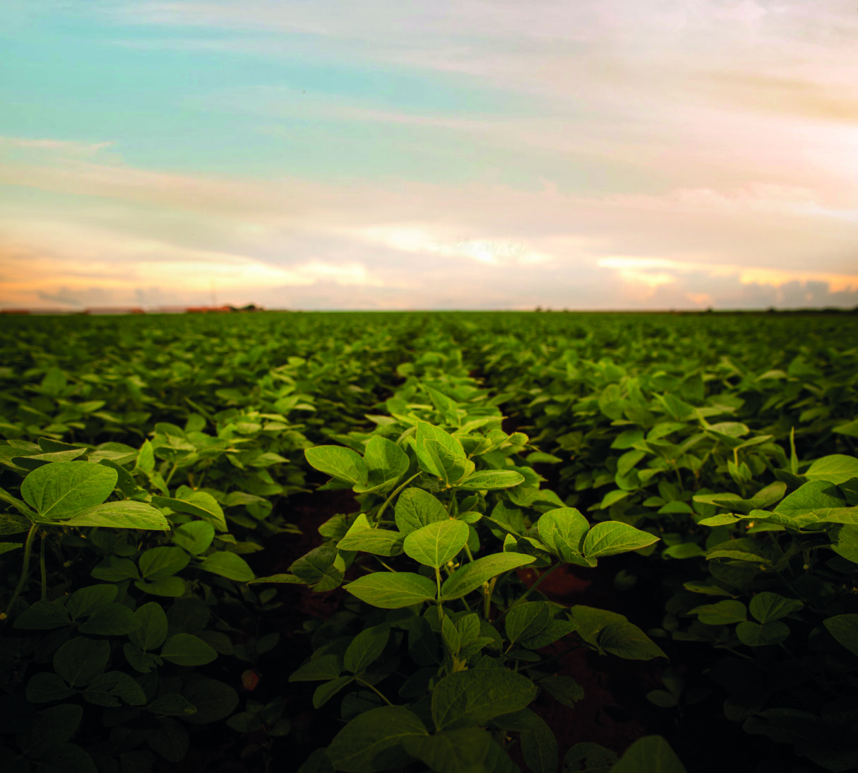 revista sobre sustentabilidade no agro