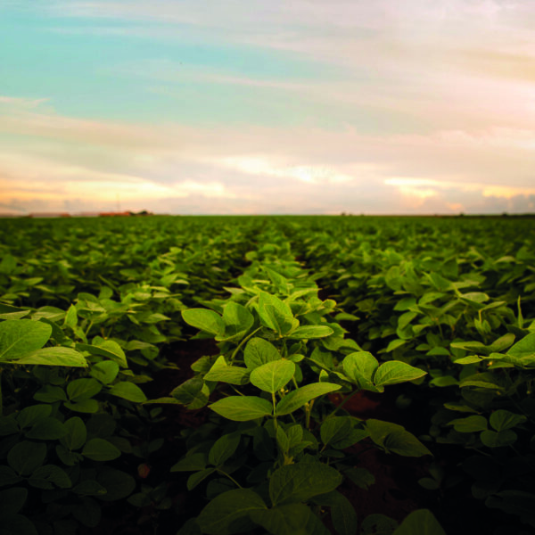 revista sobre sustentabilidade no agro