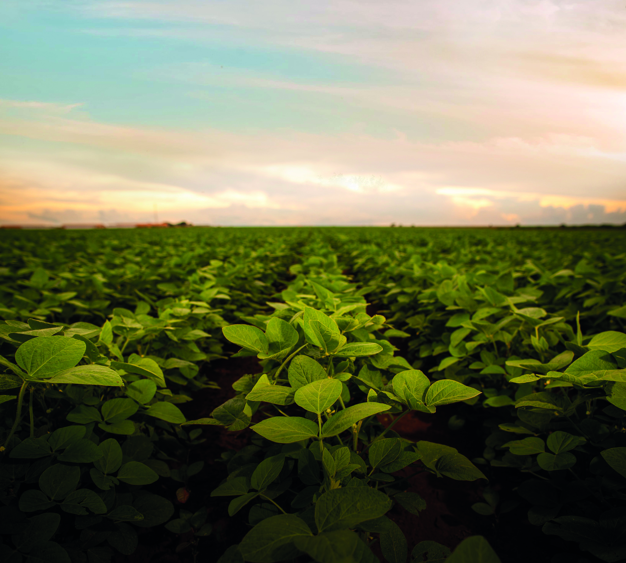 revista sobre sustentabilidade no agro