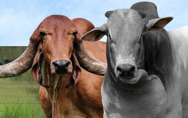 Emater Goiás leva Caravana Pró-Genética à Regional Planalto e fortalece pecuária local - Touros