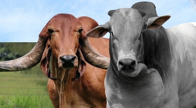 Emater Goiás leva Caravana Pró-Genética à Regional Planalto e fortalece pecuária local - Touros