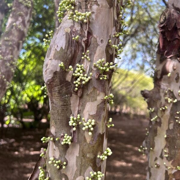 Pesaquisa da UEG estudam jabuticabeiras