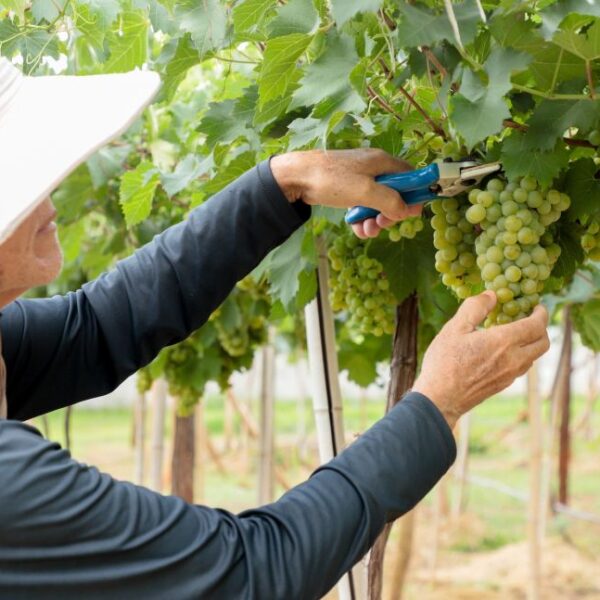 Pesquisa da Emater com uvas do Cerrado