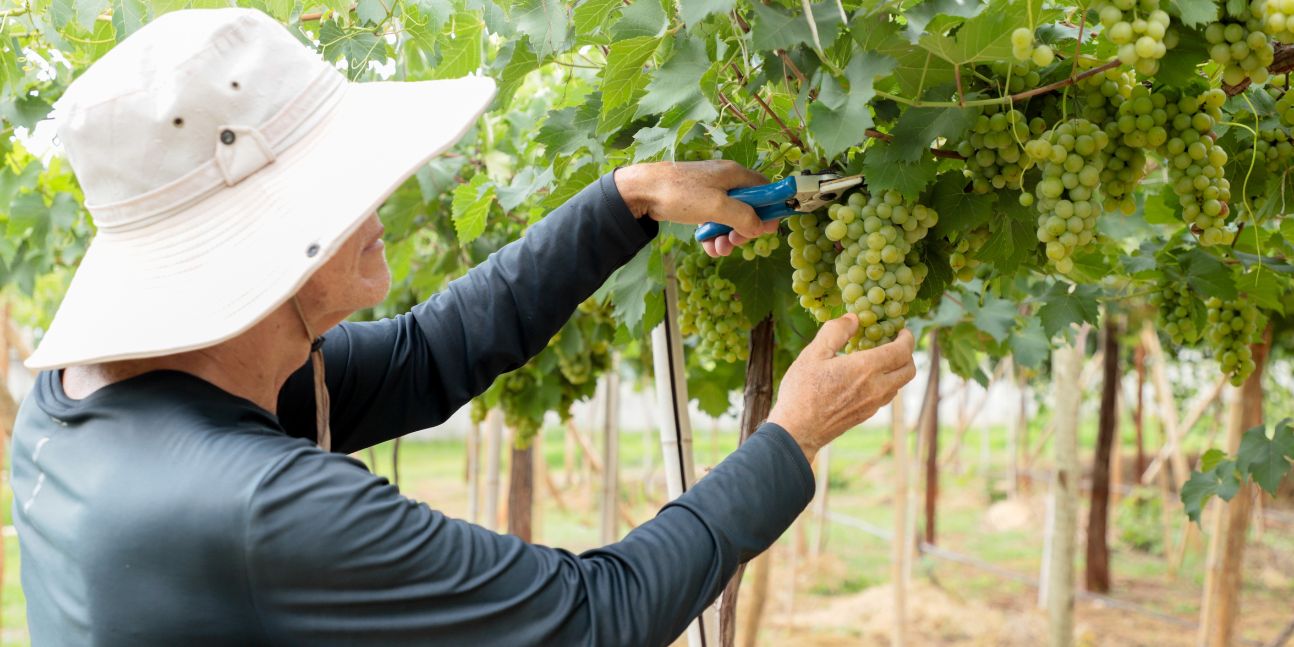 Pesquisa da Emater com uvas do Cerrado