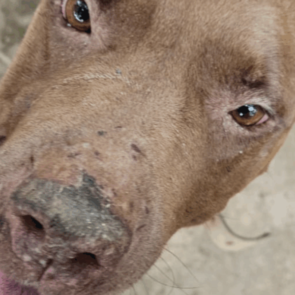 Tutora é presa por maus-tratos a animais em Goiânia