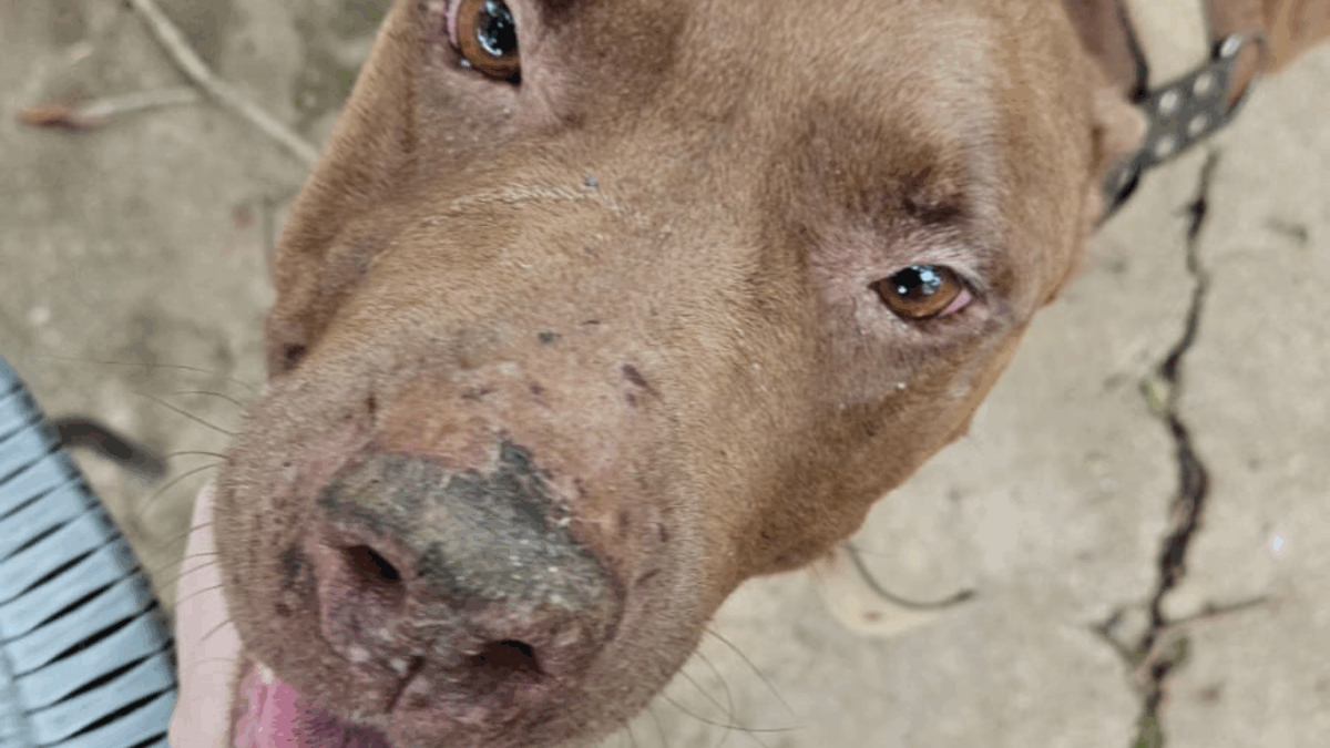 Tutora é presa por maus-tratos a animais em Goiânia