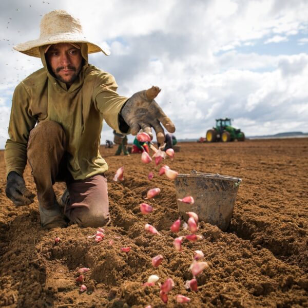 Produção de alho no campo