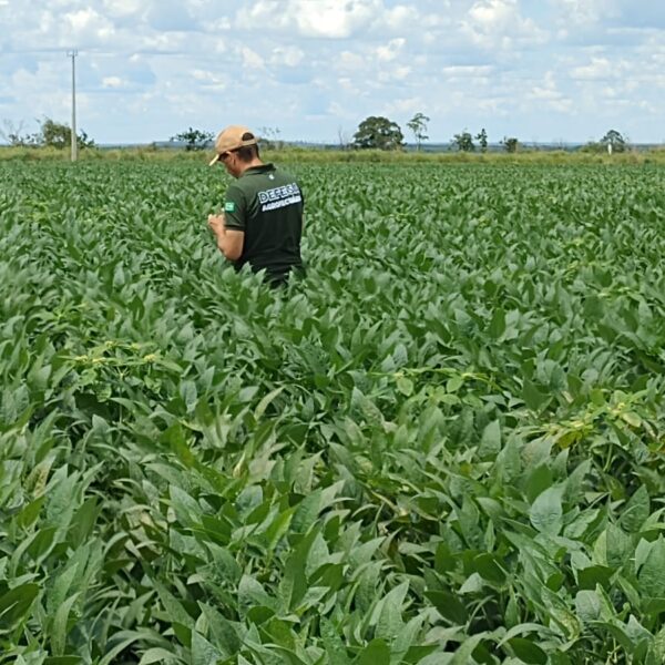 Plantio da soja: produtores devem realizar cadastramento obrigatório no Sidago até dia 17