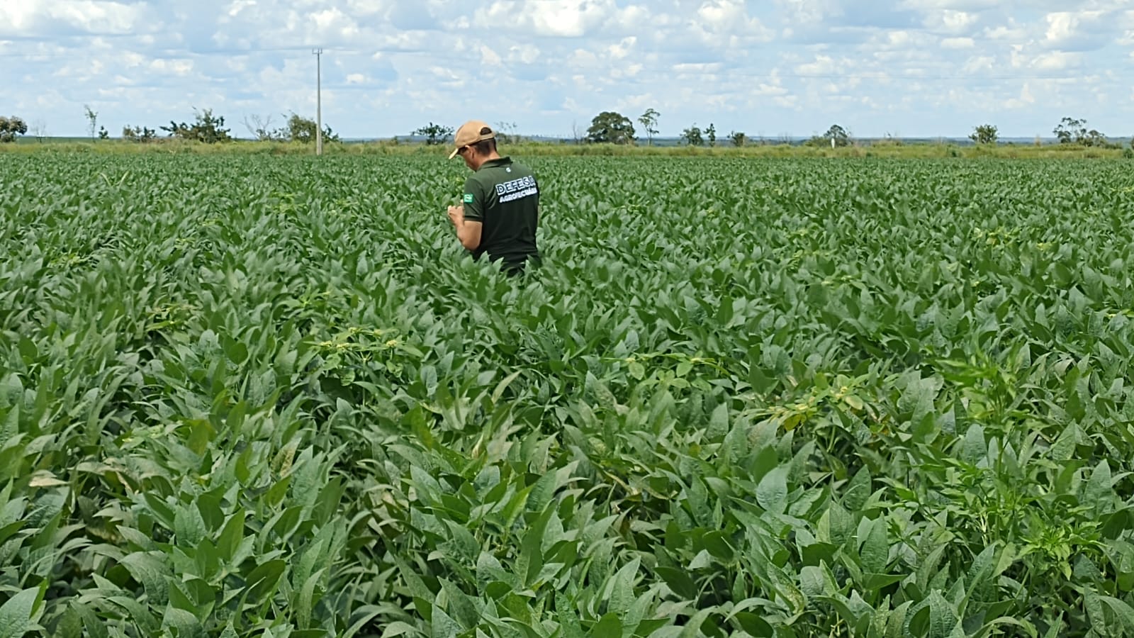 Plantio da soja: produtores devem realizar cadastramento obrigatório no Sidago até dia 17