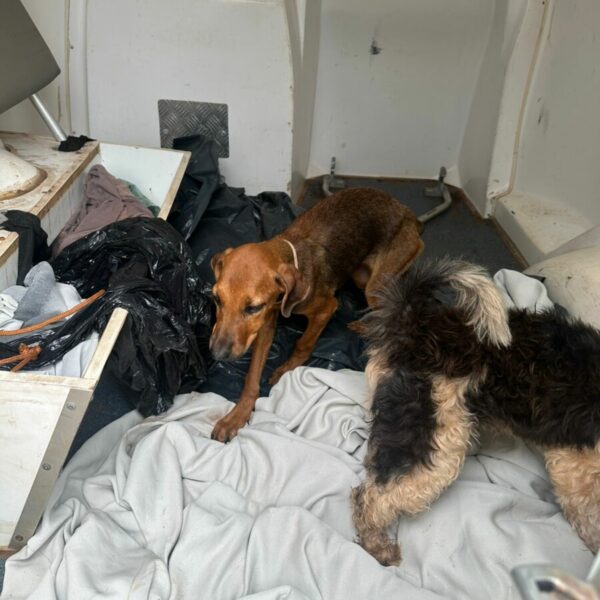 Duas mulheres são presas por maus-tratos a cachorros em Caçu