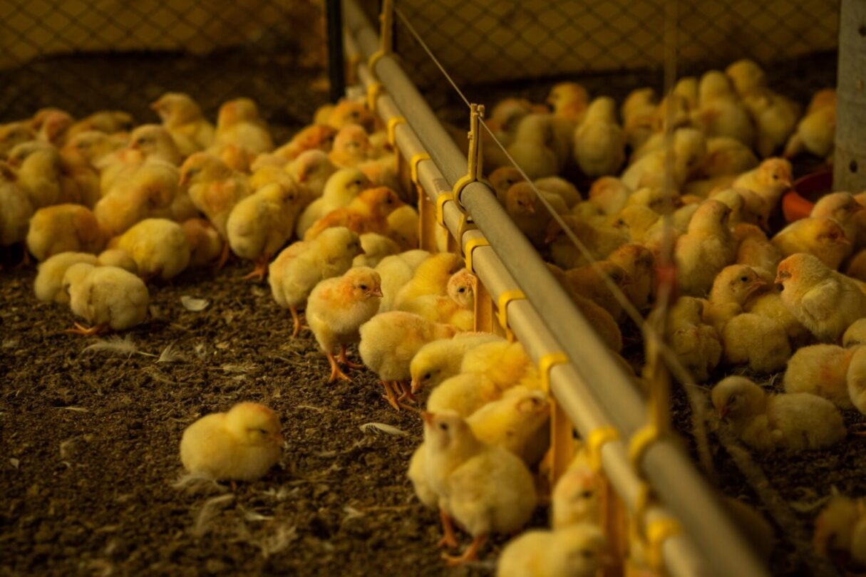 Agrodefesa alerta para prazo da Declaração de Biosseguridade