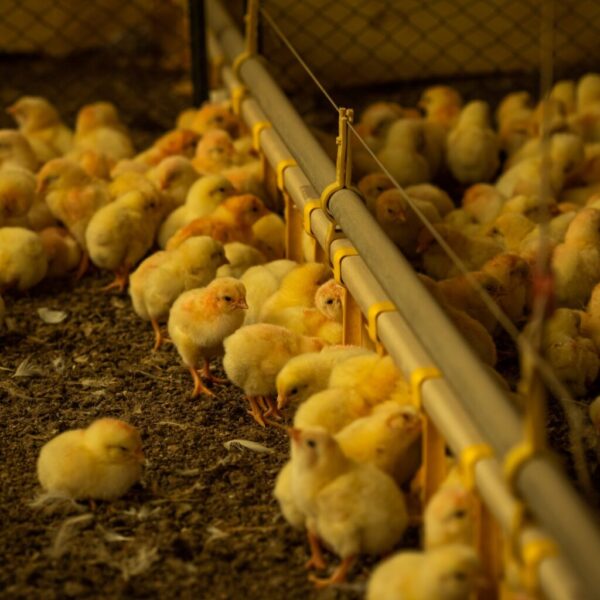 Agrodefesa alerta para prazo da Declaração de Biosseguridade