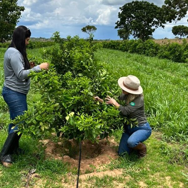 Levantamento atesta ausência de novos focos de cancro cítrico