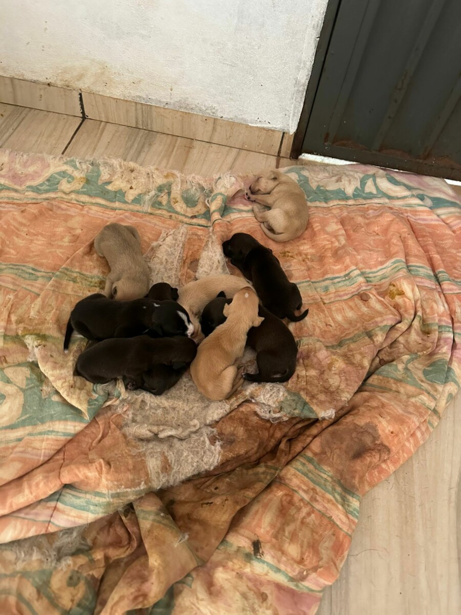 Cachorros em situação de maus-tratos em Caçu