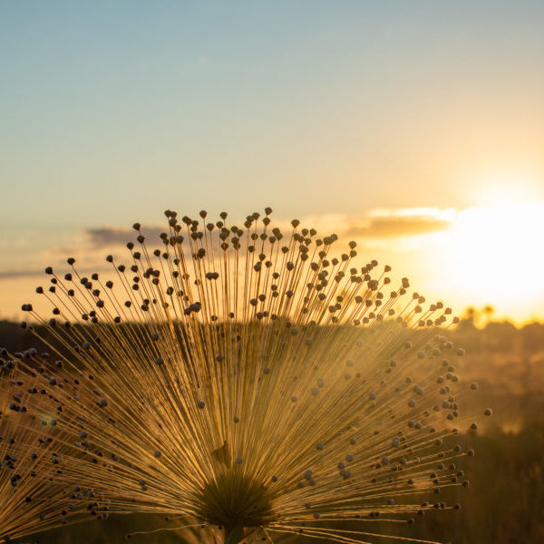 PSA Cerrado em Pé Semad