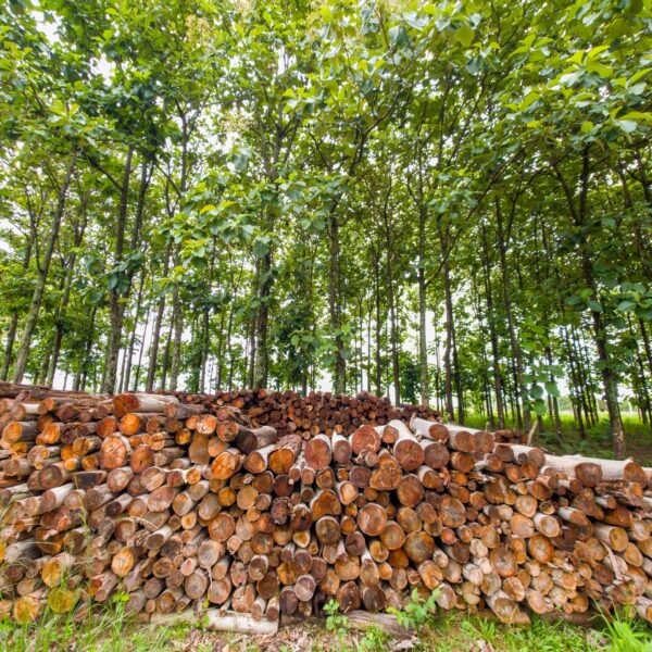 Plano Florestal fortalece a silvicultura em Goiás