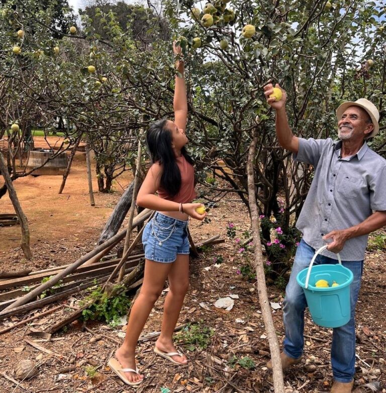 Cidade Ocidental celebra colheita do marmelo