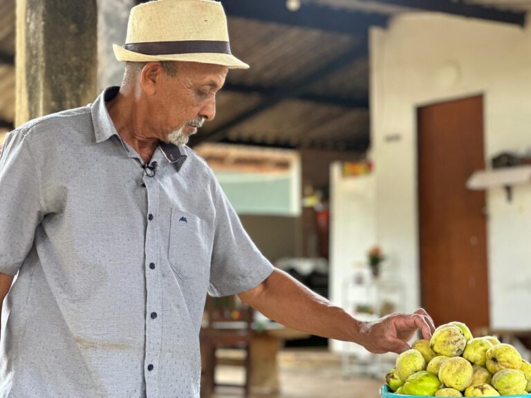 Cidade Ocidental celebra colheita do marmelo