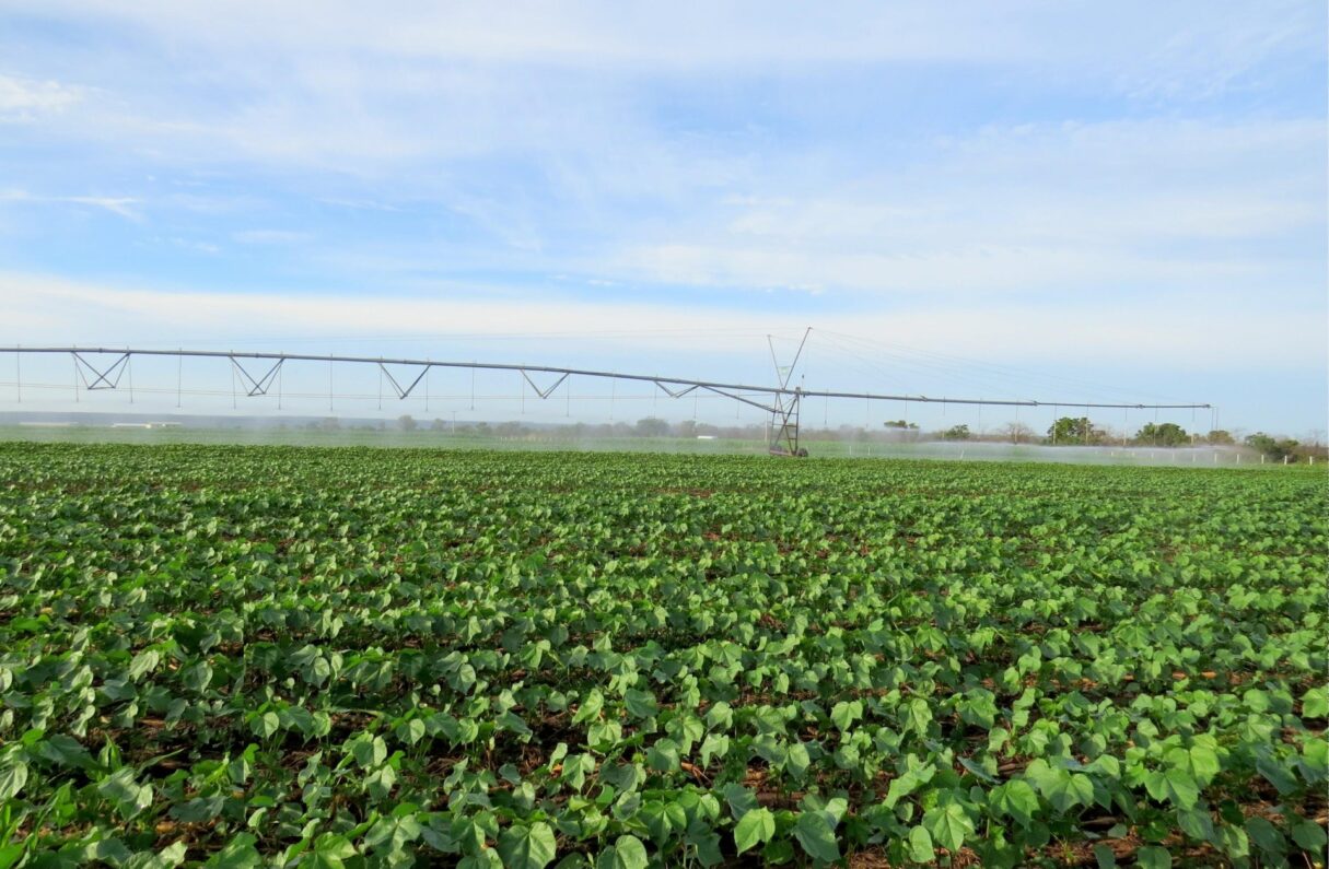 Calendário de semeadura do algodão começa nesta quarta