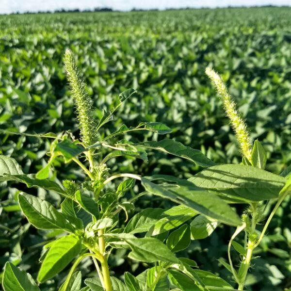 Agrodefesa reforça inspeção fitossanitária em lavouras de soja para prevenir Amaranthus palmeri