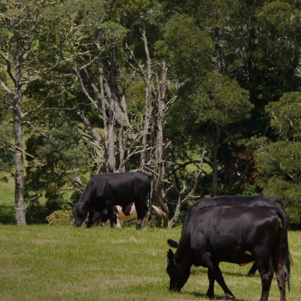 Produtor rural tem prazo para regularizar Domicílio Tributário Eletrônico