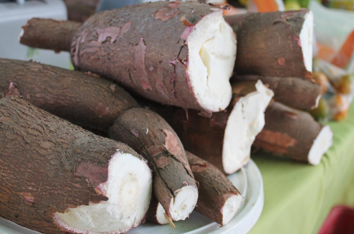 Produção de mandioca cresce em Goiás e impulsiona o setor